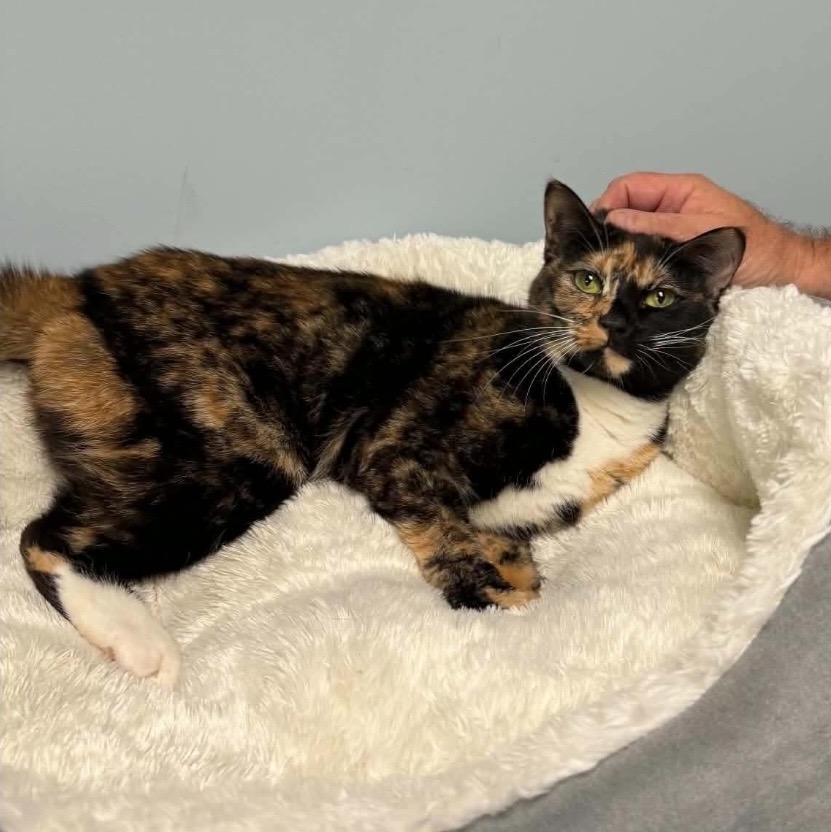 DoorDash, a ADOPTABLE Torbie in Kannapolis , NC image 2/4