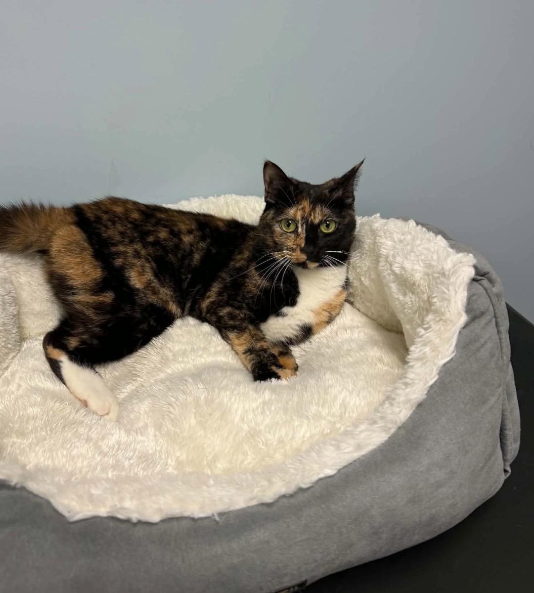 DoorDash, a ADOPTABLE Torbie in Kannapolis , NC image 4/6