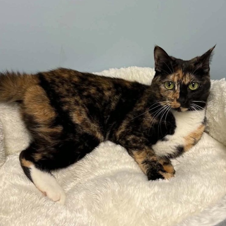 DoorDash, a ADOPTABLE Torbie in Kannapolis , NC image 4/4