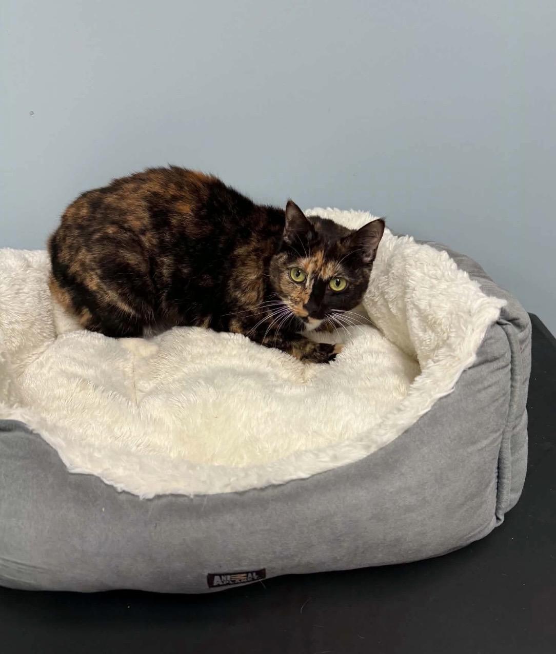 DoorDash, a ADOPTABLE Torbie in Kannapolis , NC image 2/6