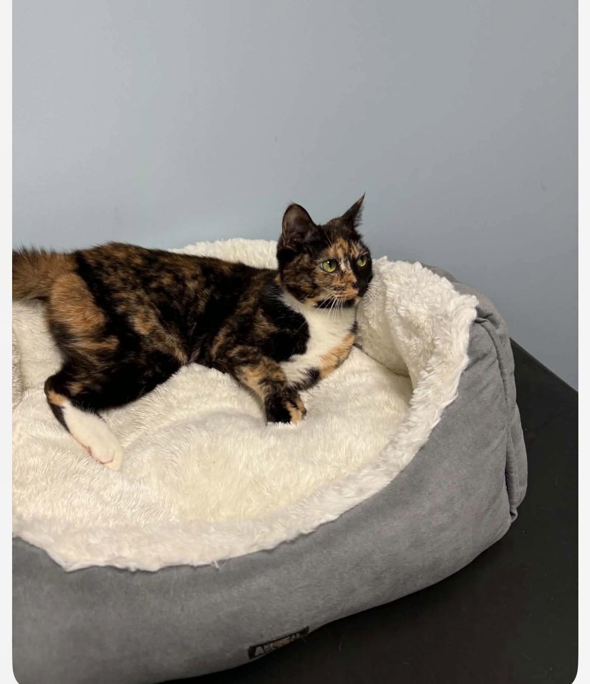 DoorDash, a ADOPTABLE Torbie in Kannapolis , NC image 3/6