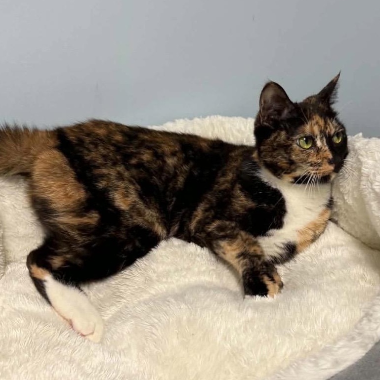 DoorDash, a ADOPTABLE Torbie in Kannapolis , NC image 3/4