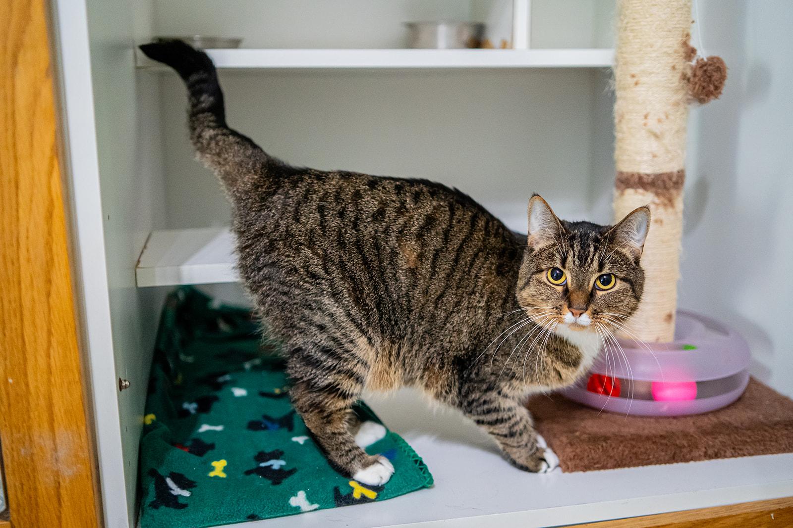 Enlarge Marigold, a Adoptable Domestic Short Hair in Dellslow, WV image 2/4
