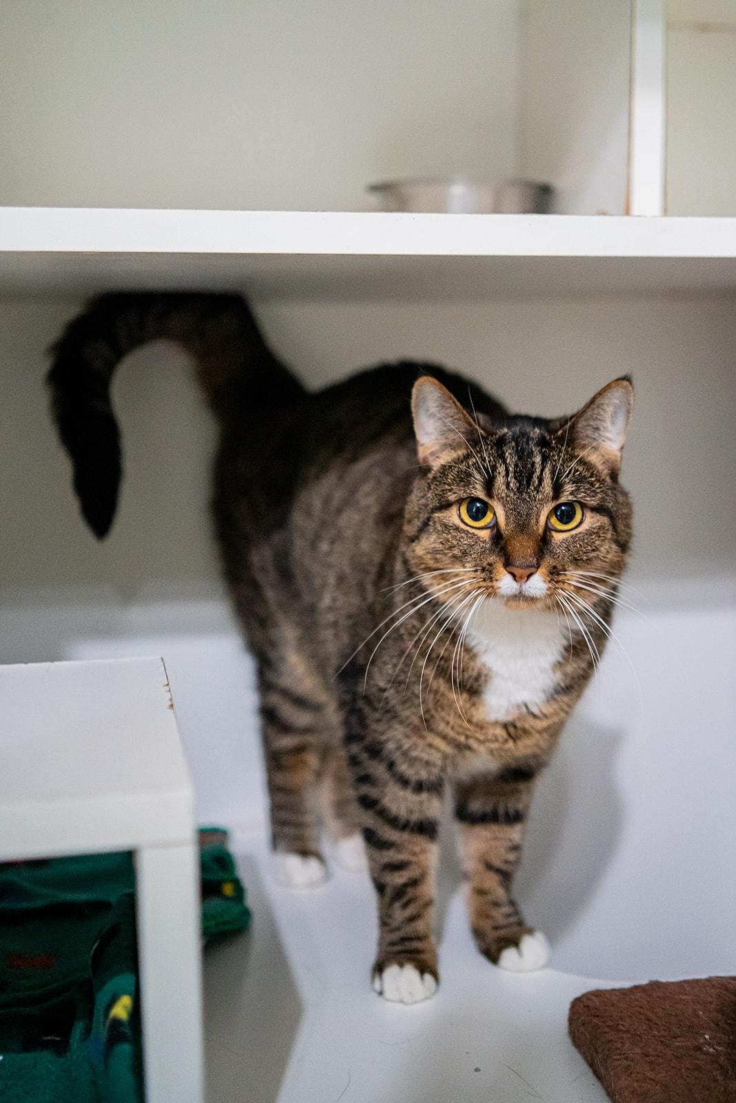Enlarge Marigold, a Adoptable Domestic Short Hair in Dellslow, WV image 3/4