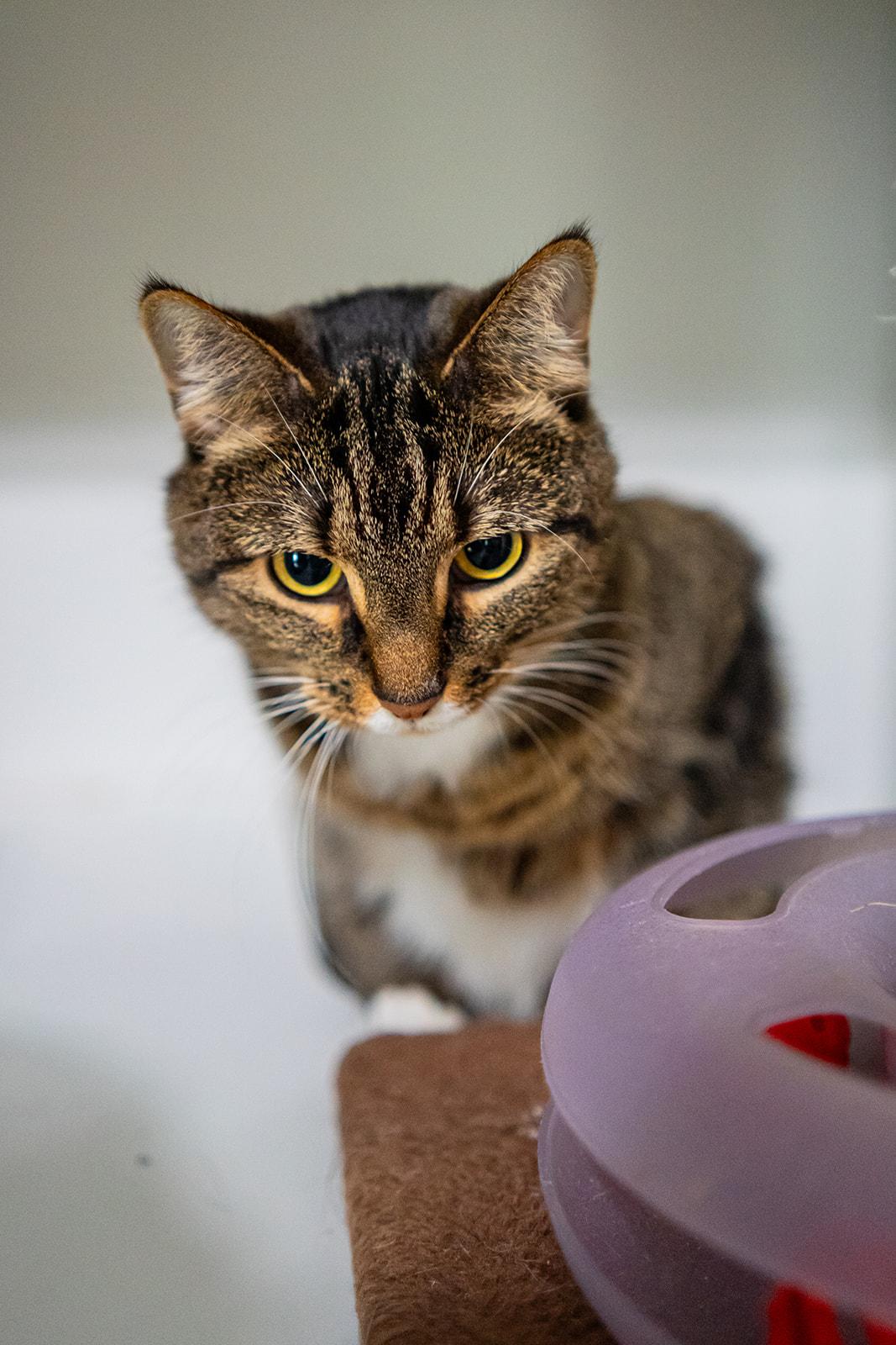 Enlarge Marigold, a Adoptable Domestic Short Hair in Dellslow, WV image 1/4