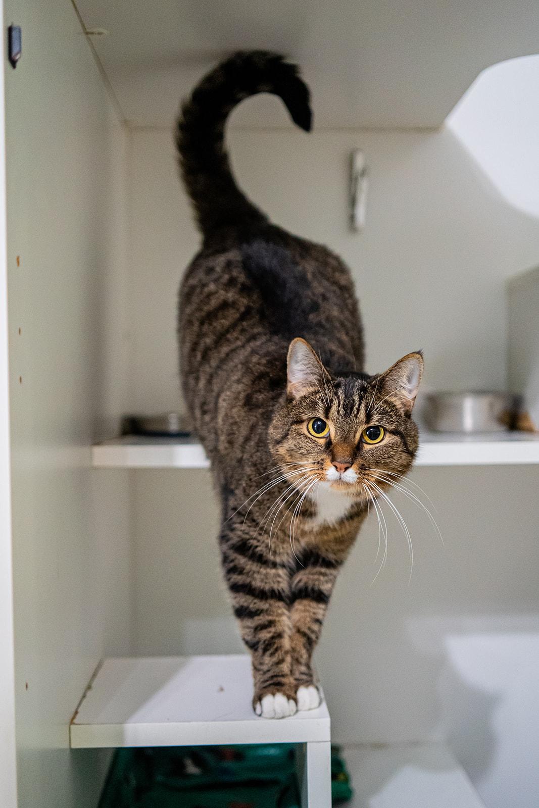 Enlarge Marigold, a Adoptable Domestic Short Hair in Dellslow, WV image 4/4