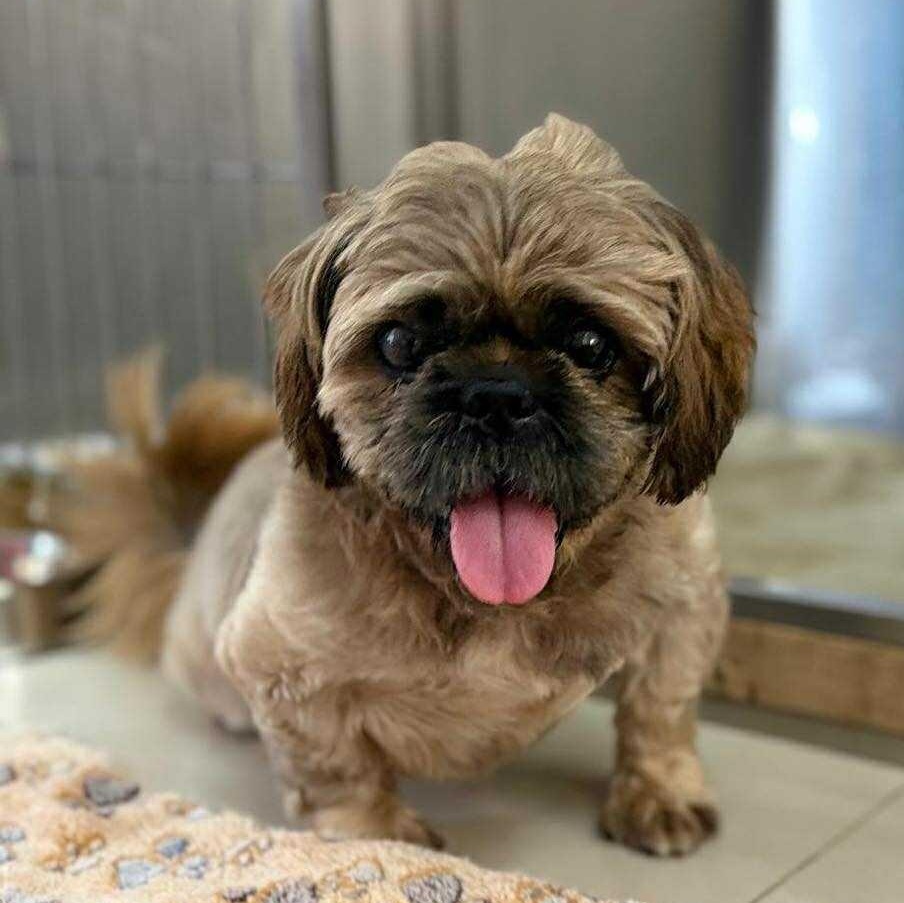 Enlarge Benji, a Adoptable mixed breed in Scarborough, ON image 1/2