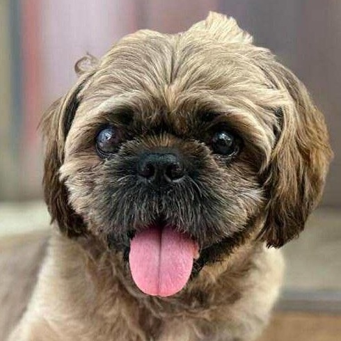 Enlarge Benji, a Adoptable mixed breed in Scarborough, ON image 2/2