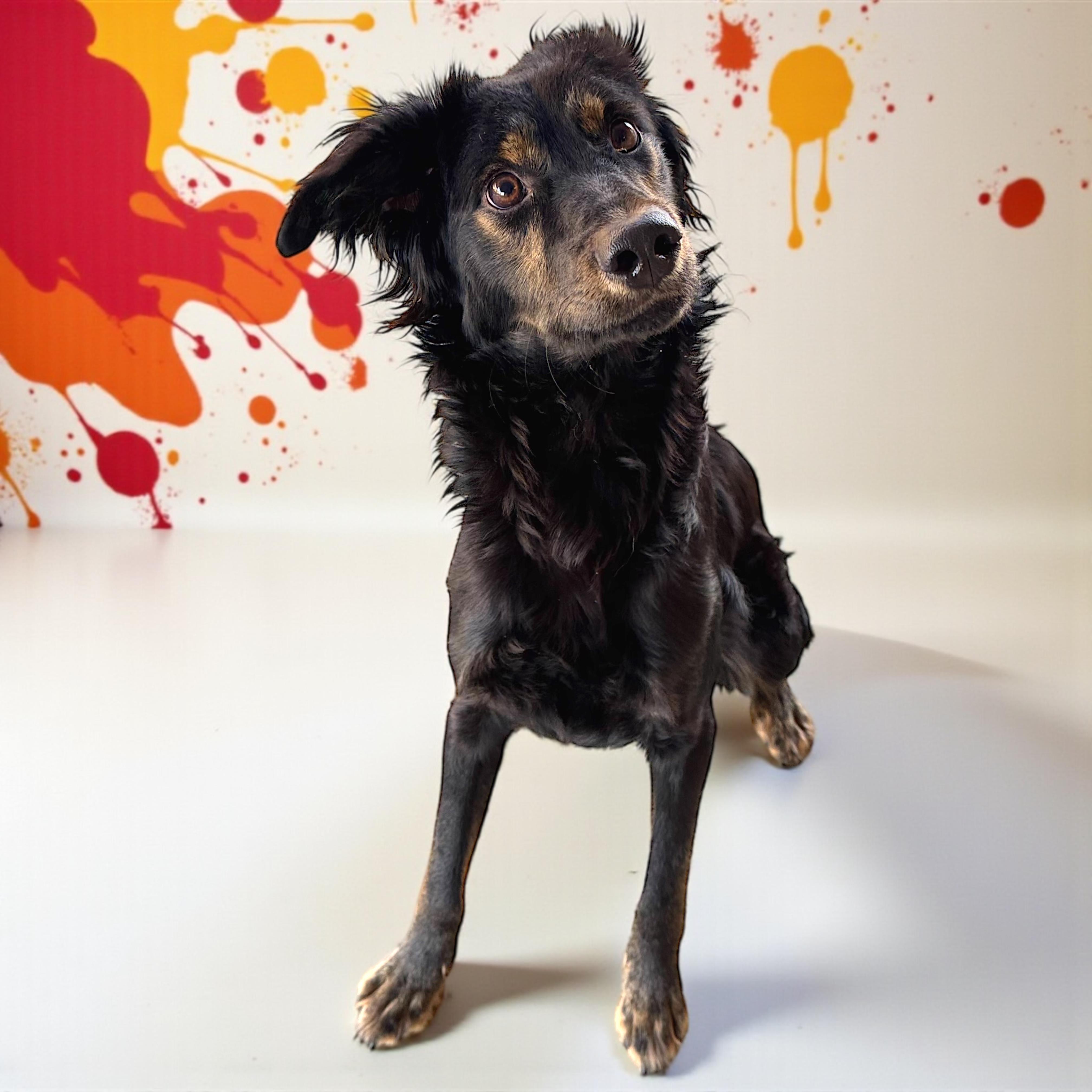 Enlarge Willie, a Adoptable mixed breed in Troy, AL image 2/2