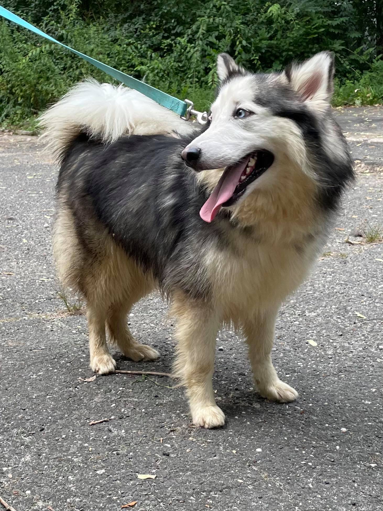 Enlarge Anikiyo, a Adoptable Husky in Old Westbury, NY image 1/12
