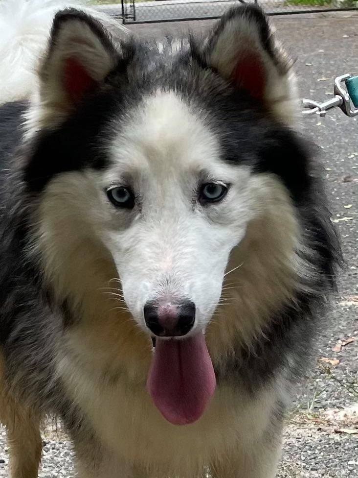 Enlarge Anikiyo, a Adoptable Husky in Old Westbury, NY image 2/12