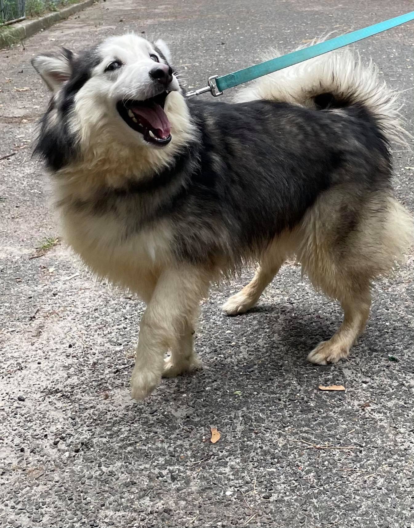 Enlarge Anikiyo, a Adoptable Husky in Old Westbury, NY image 3/12