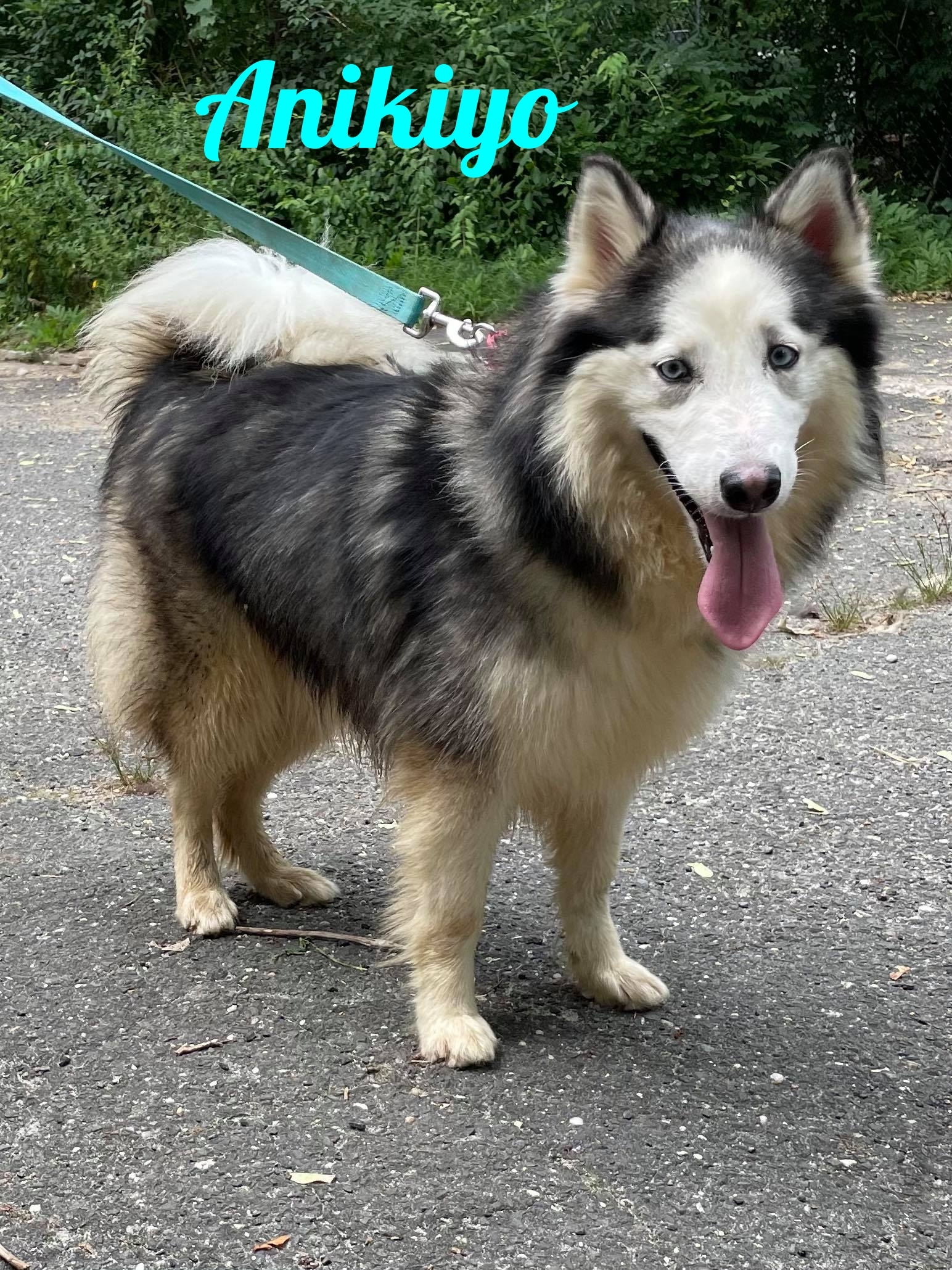 Anikiyo, an adoptable Husky in Old Westbury, NY, 11568 | Photo Image 1