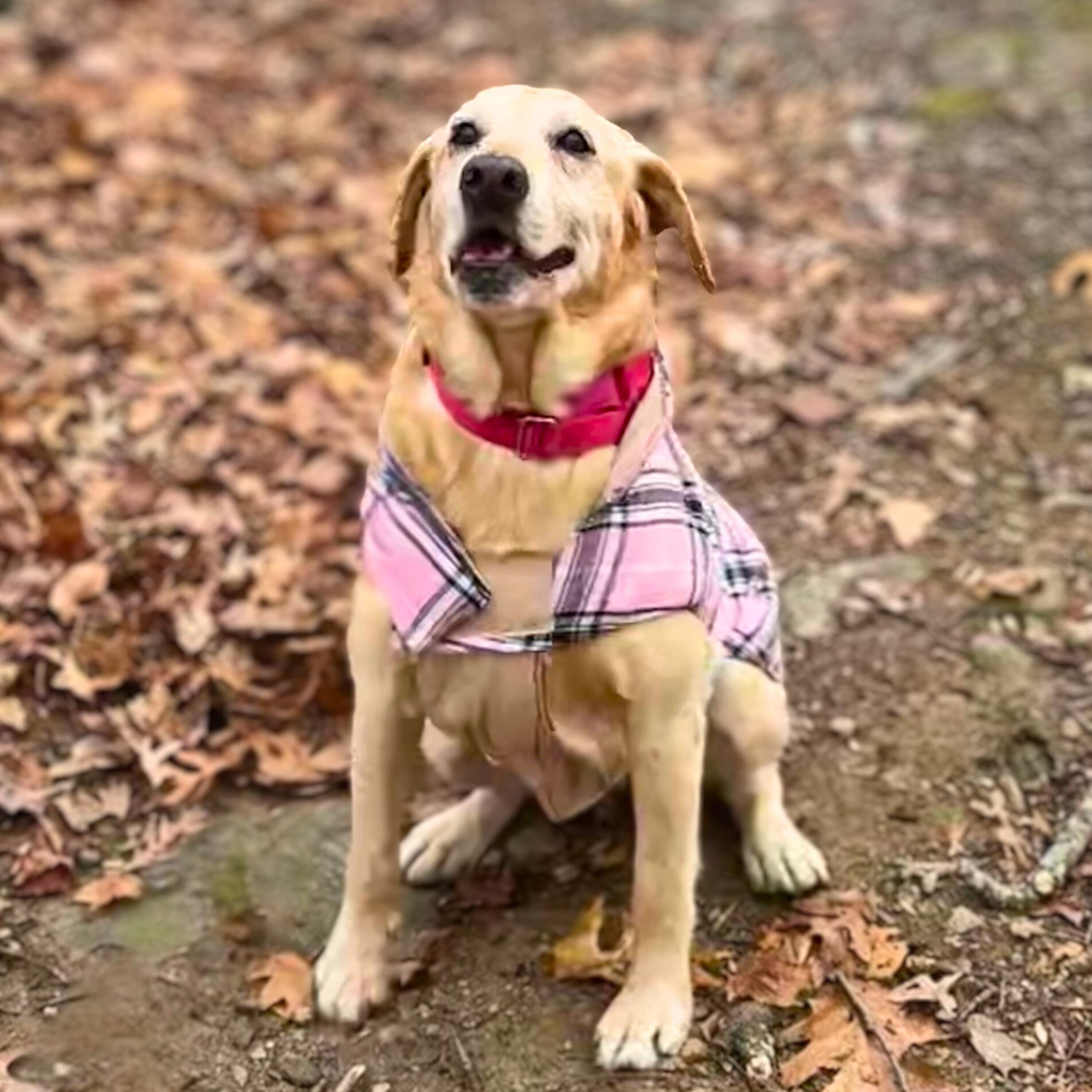 Enlarge Fleece Blanket, a Adoptable mixed breed in Ossining, NY image 4/6