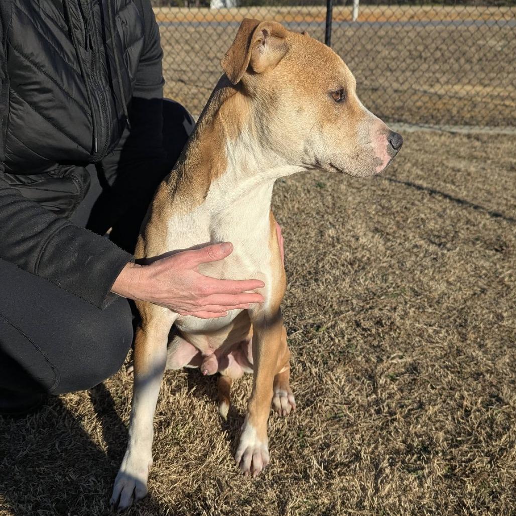 CRACKLE  Available NOW - ADOPTION or RESCUE!, Adoptable, Adult Male Mixed Breed.