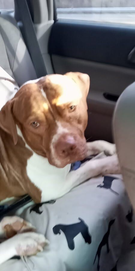 Clifford, Adoptable, Senior Male American Staffordshire Terrier.