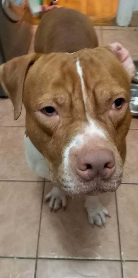 Clifford, Adoptable, Senior Male American Staffordshire Terrier.