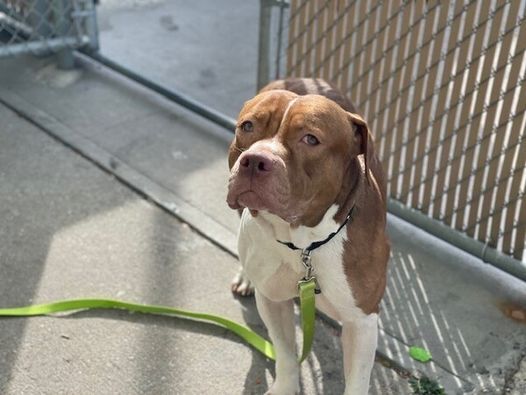 Enlarge Clifford, a Adoptable American Staffordshire Terrier in Bronx, NY image 3/12