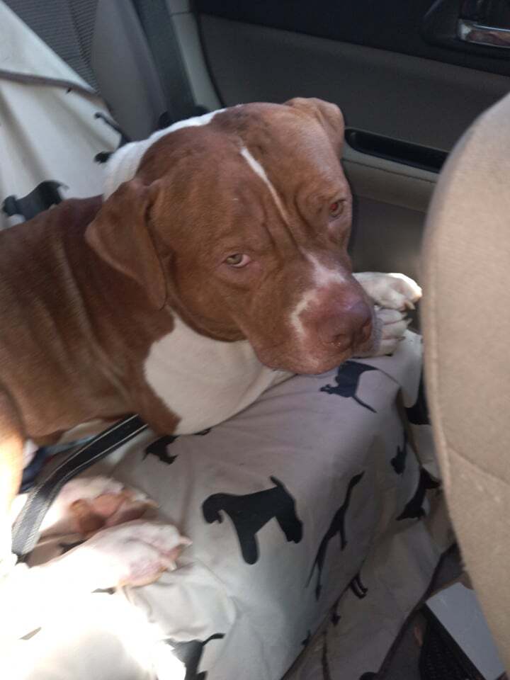 Enlarge Clifford, a Adoptable American Staffordshire Terrier in Bronx, NY image 4/12