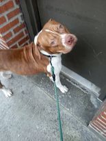 Enlarge Clifford, a Adoptable American Staffordshire Terrier in Bronx, NY image 5/12