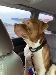 Enlarge Clifford, a Adoptable American Staffordshire Terrier in Bronx, NY image 6/12