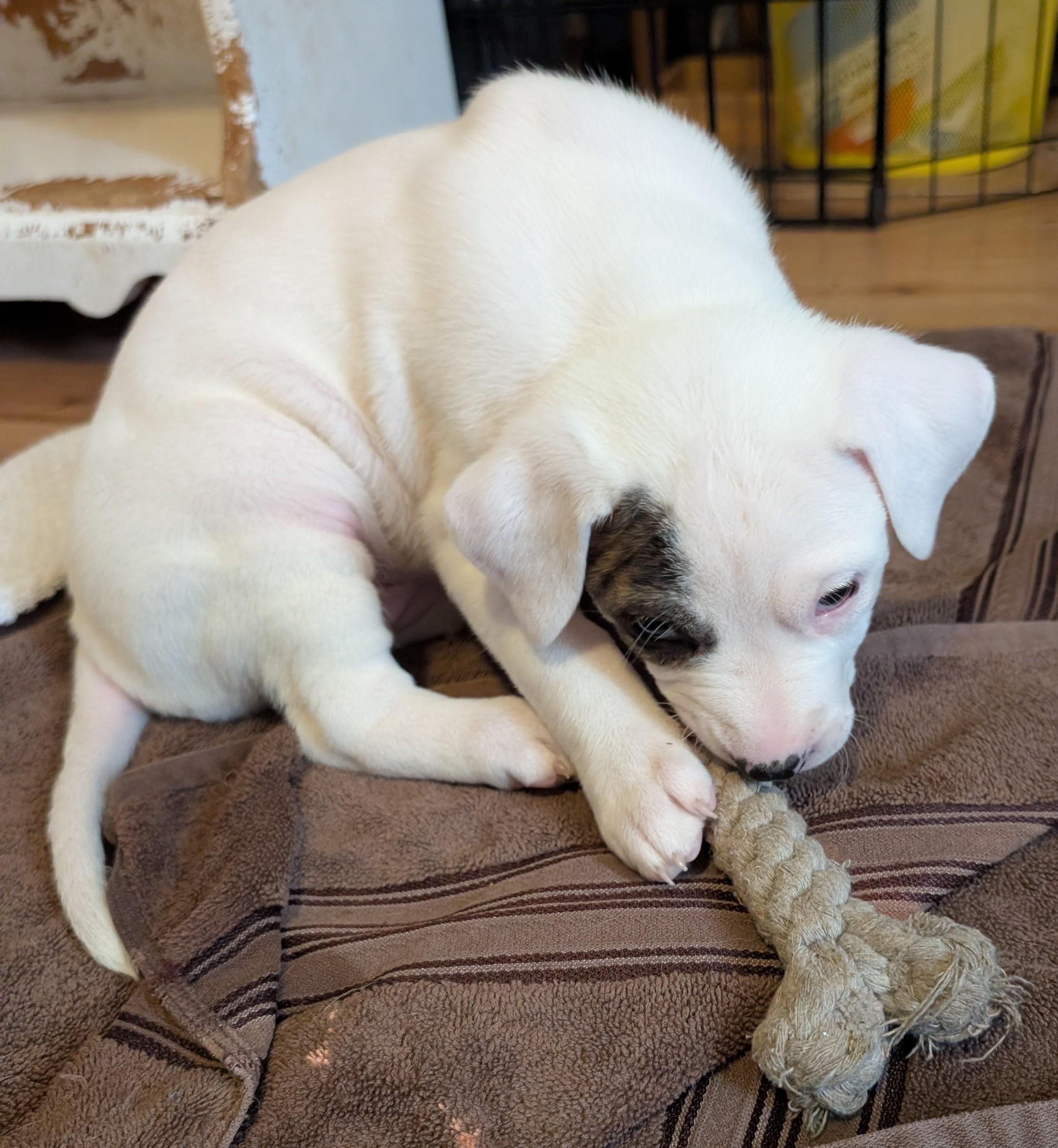 Enlarge Thyme, a ADOPTABLE mixed breed in Kiowa, OK image 4/6