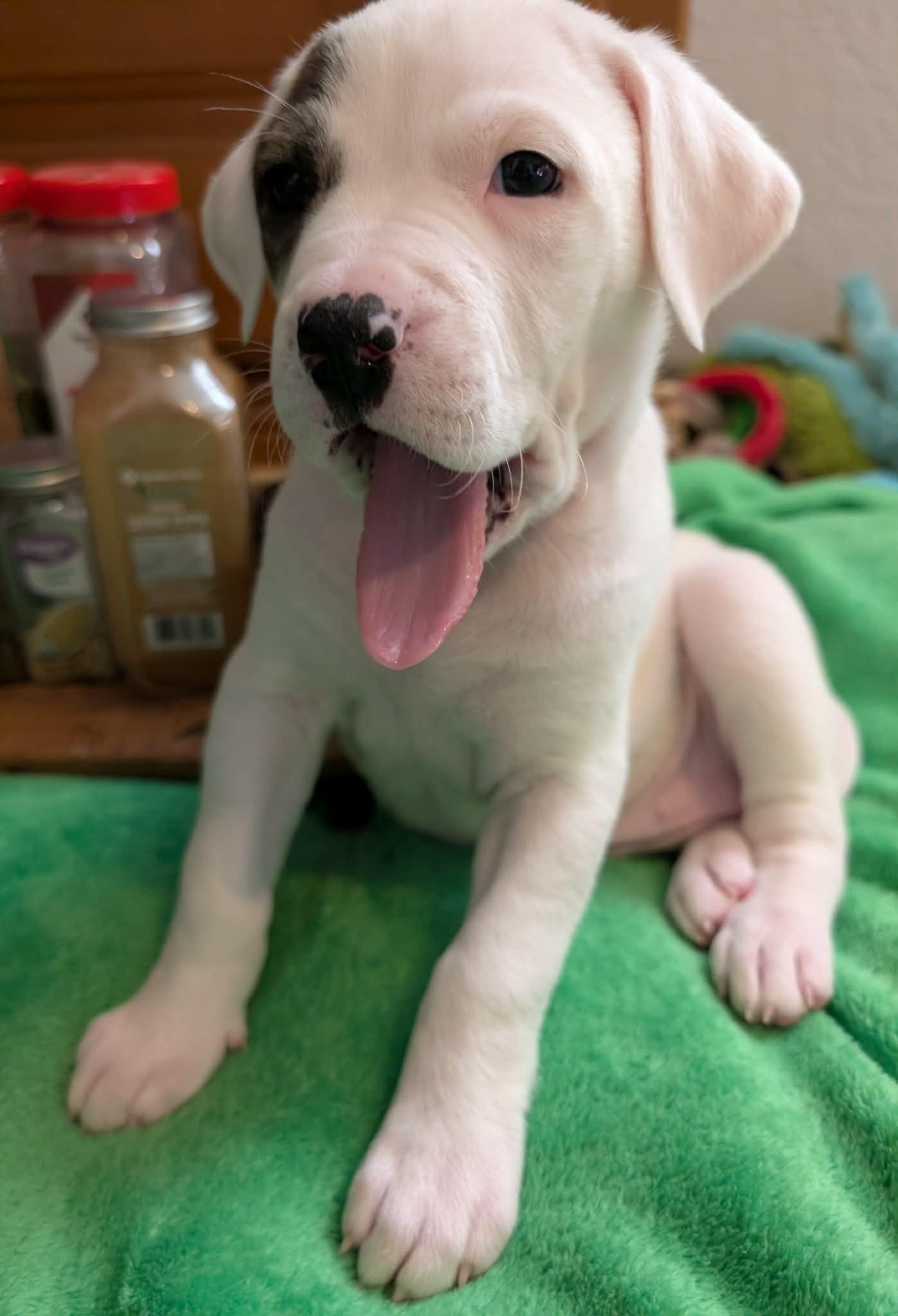 Enlarge Thyme, a ADOPTABLE mixed breed in Kiowa, OK image 6/6