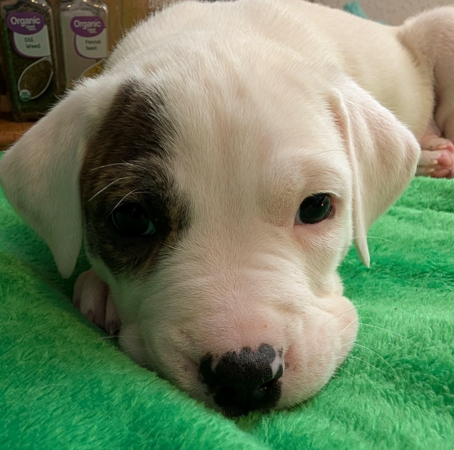 Thyme, ADOPTABLE, Puppy Female Great Pyrenees.