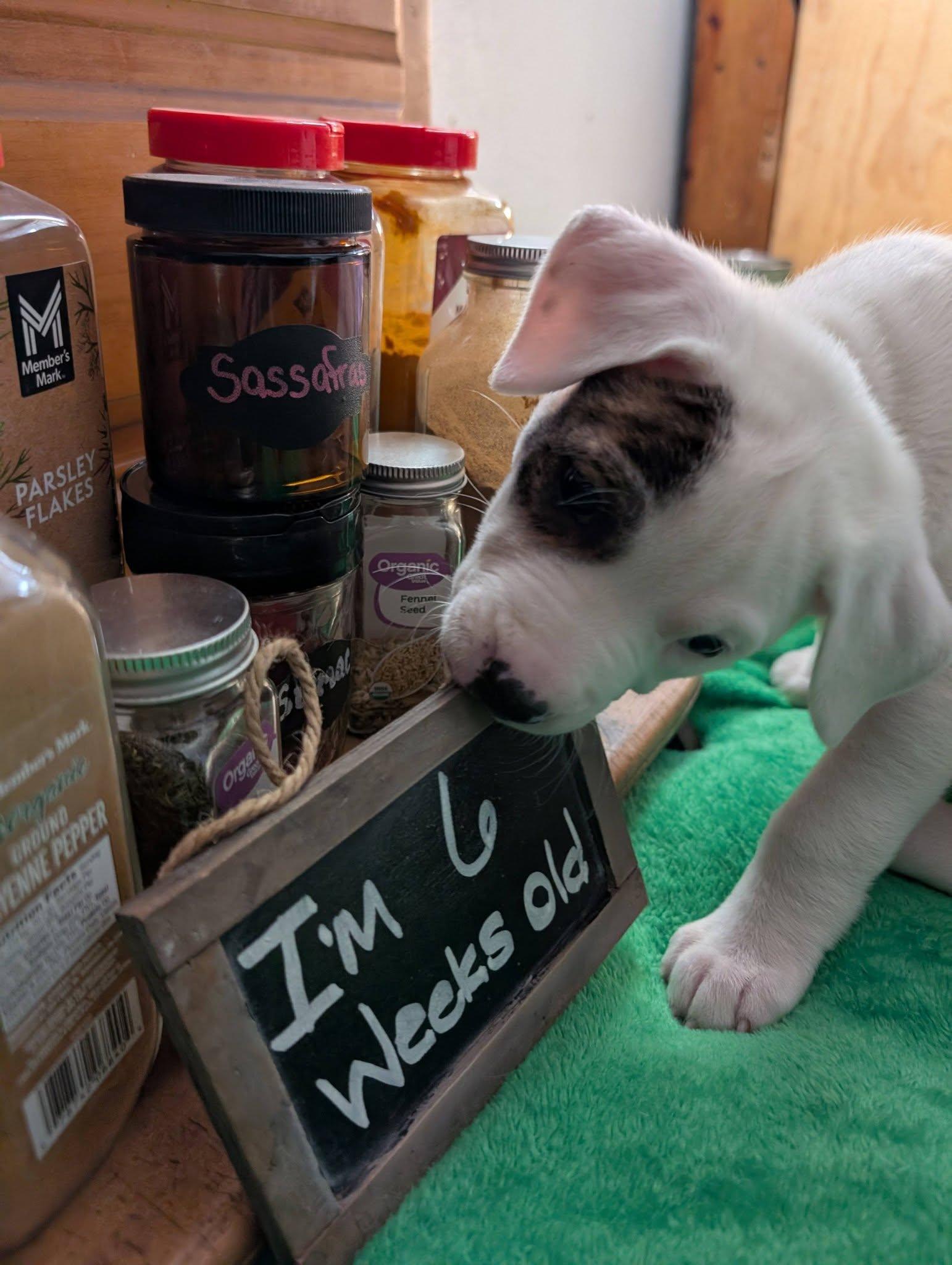 Enlarge Thyme, a ADOPTABLE mixed breed in Kiowa, OK image 2/6