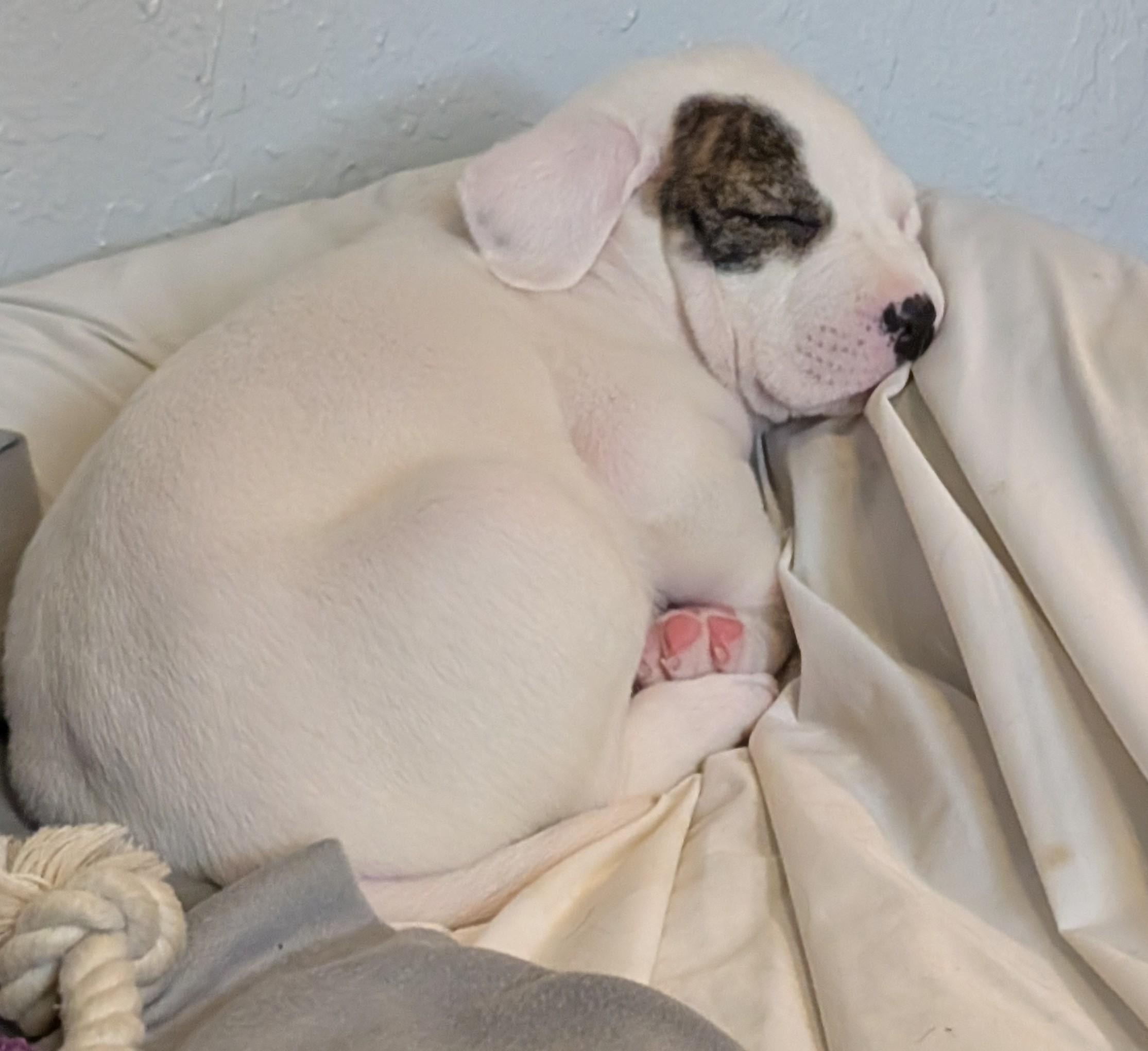 Enlarge Thyme, a ADOPTABLE mixed breed in Kiowa, OK image 5/6