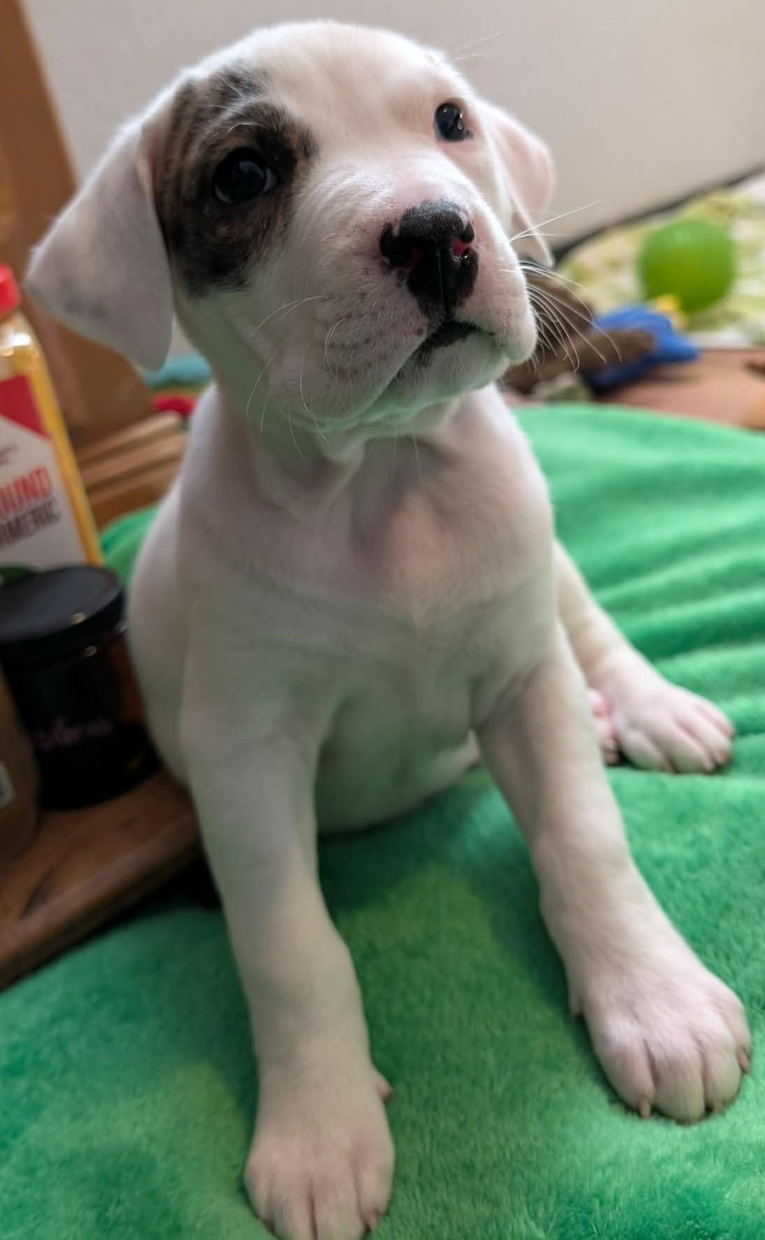 Enlarge Thyme, a ADOPTABLE mixed breed in Kiowa, OK image 3/6