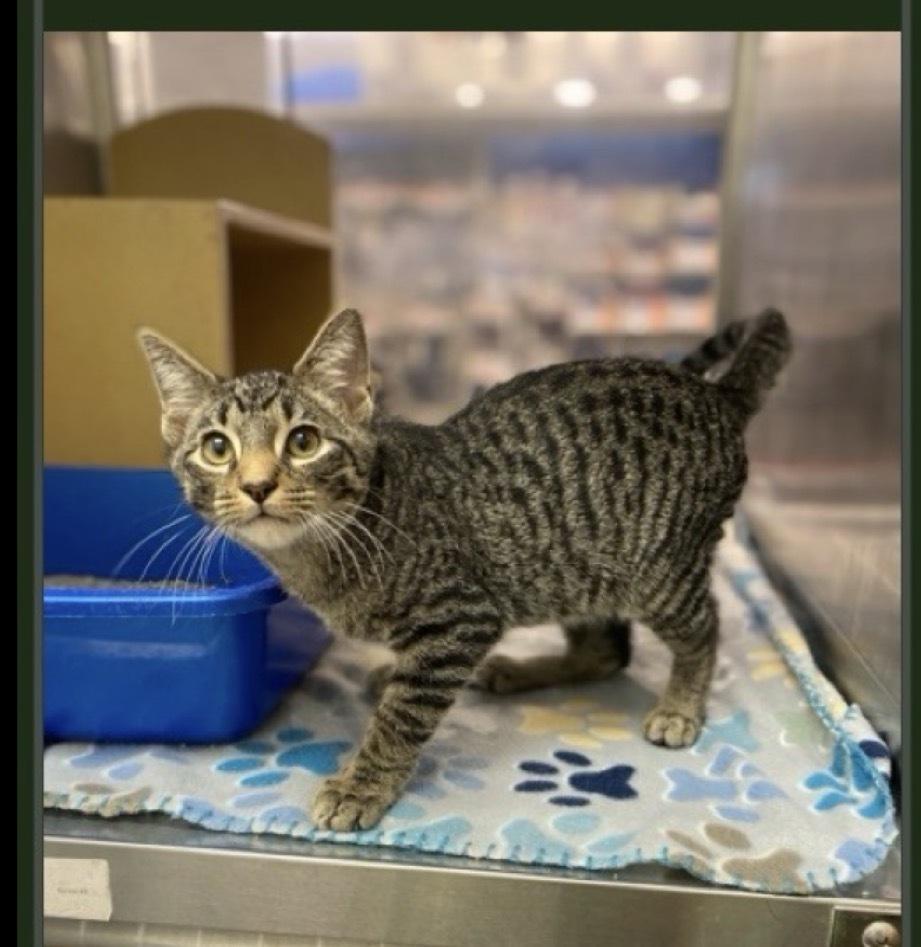 Neo, Adoptable, Kitten Male Domestic Short Hair.