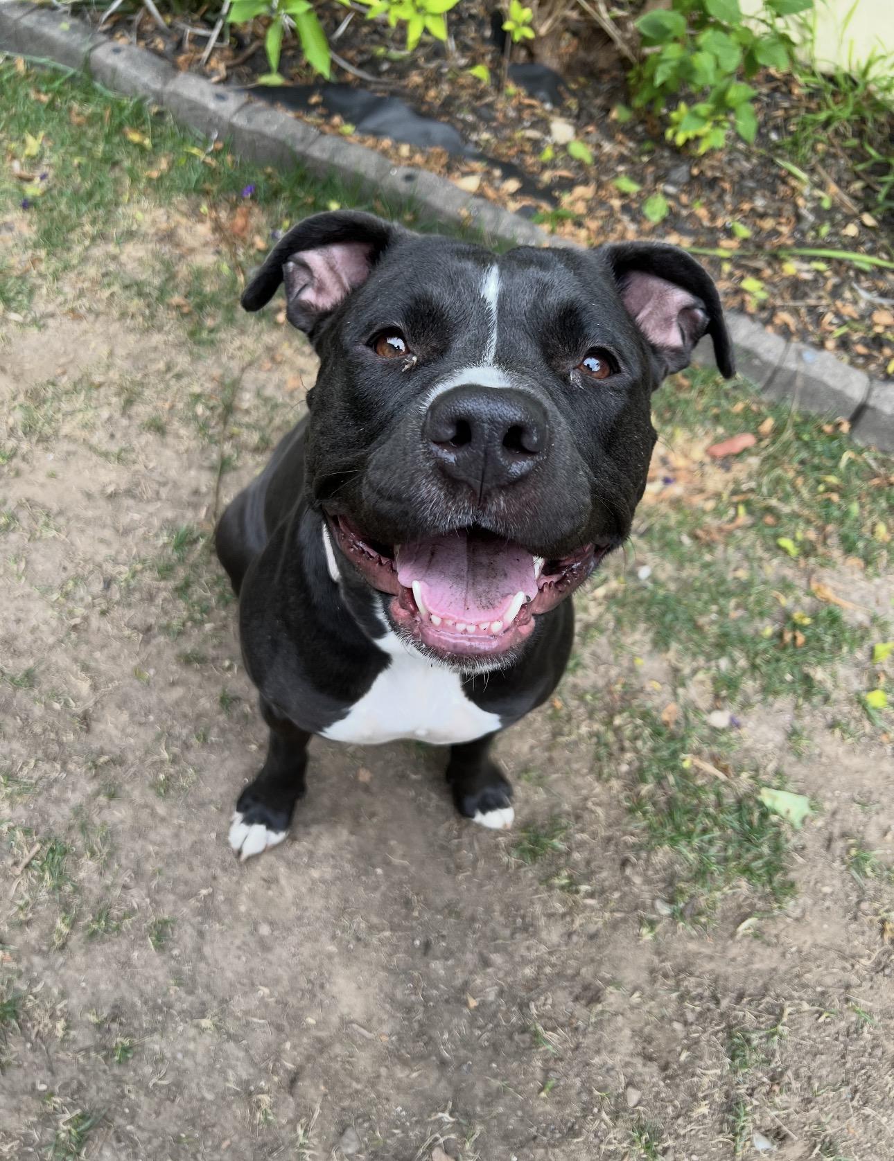 Blu, a Adoptable mixed breed in Tarzana, CA image 2/2
