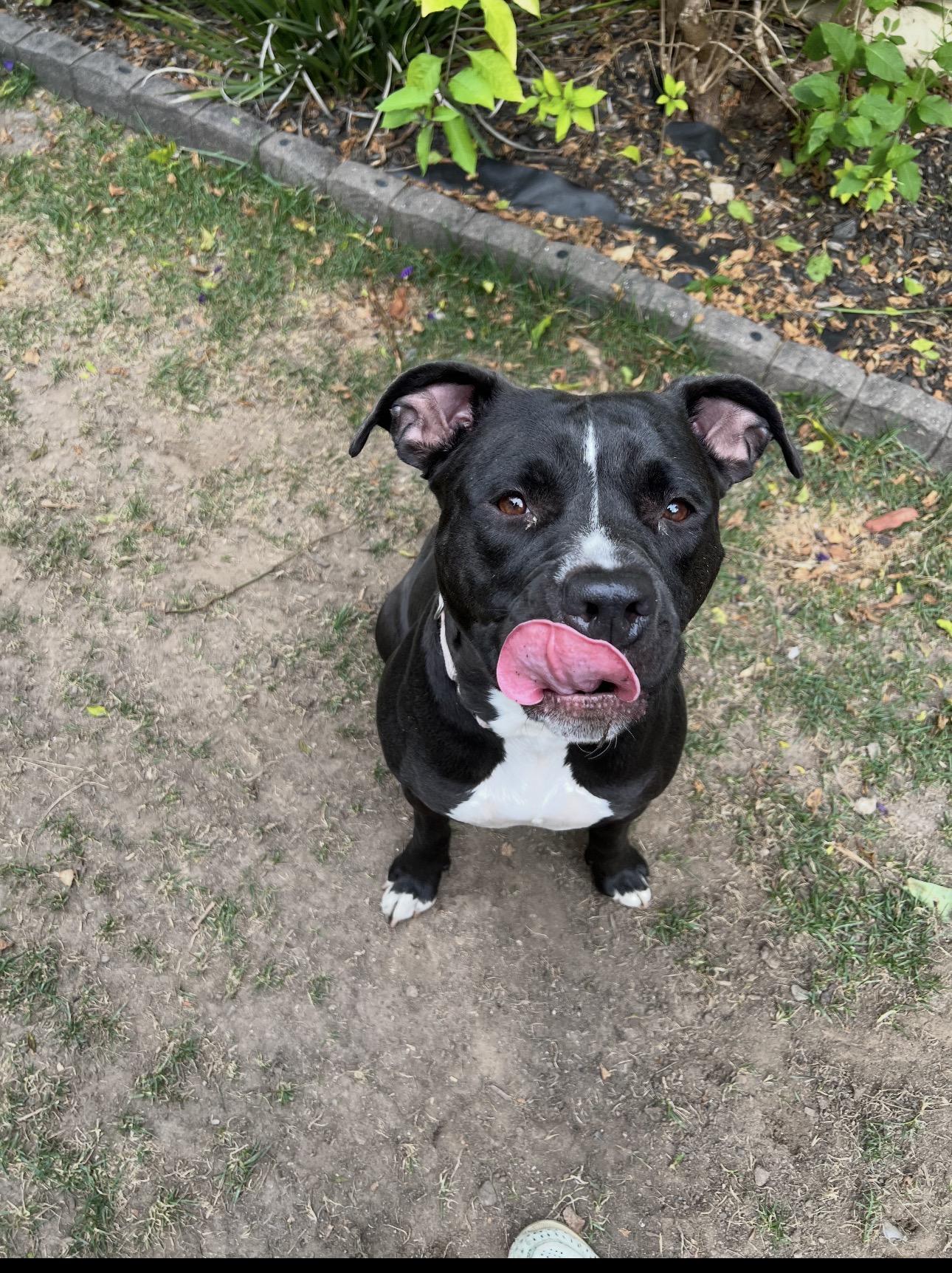 Blu, a Adoptable mixed breed in Tarzana, CA image 1/2