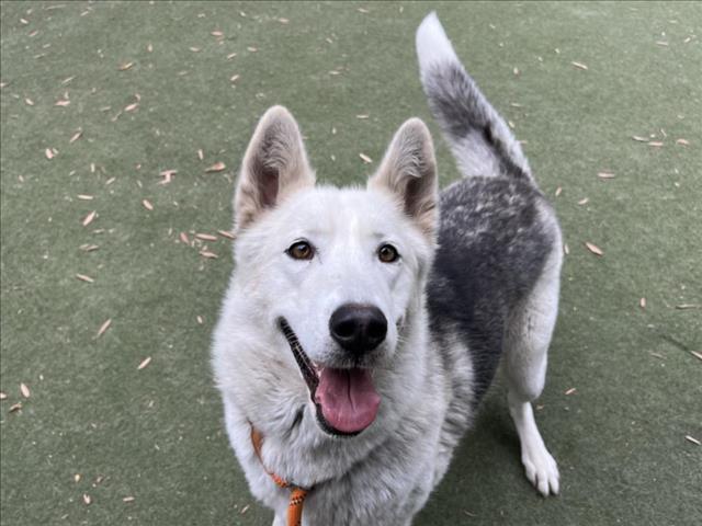 LUNA BEAR, Adoptable, Young Female Siberian Husky.