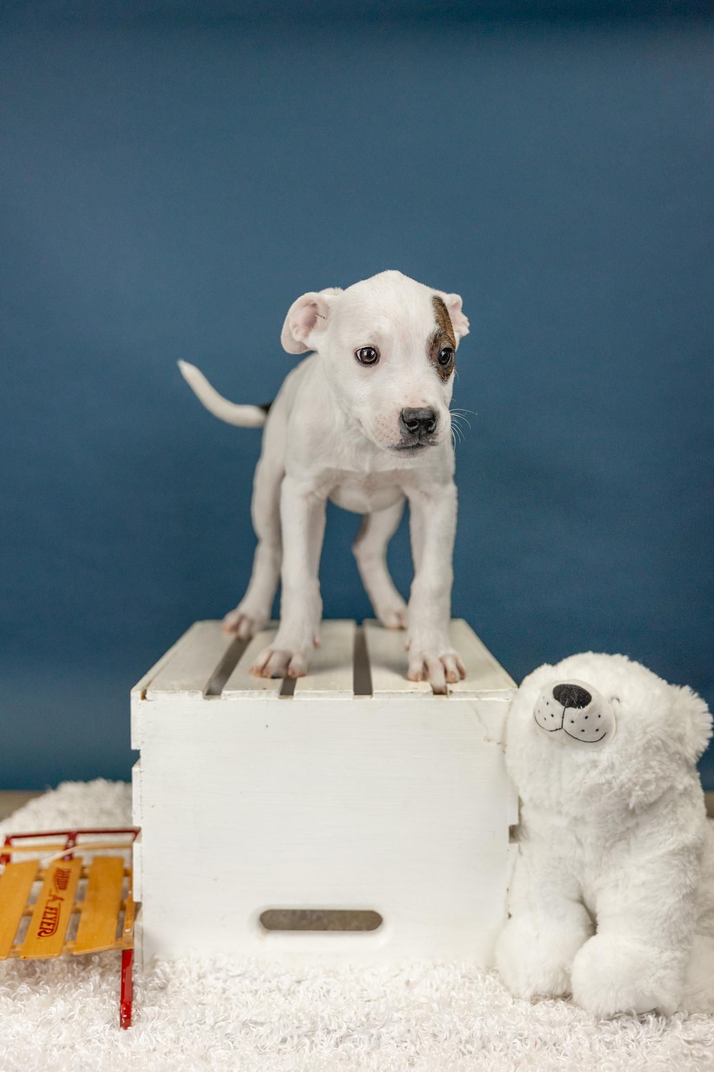 13-26, ADOPTABLE, Young Male Pit Bull Terrier.