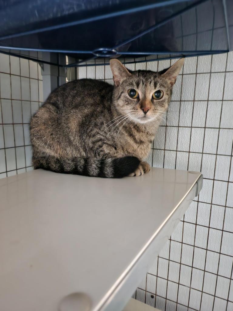 Novia, a Adopted mixed breed in Lunenburg, VT image 1/2