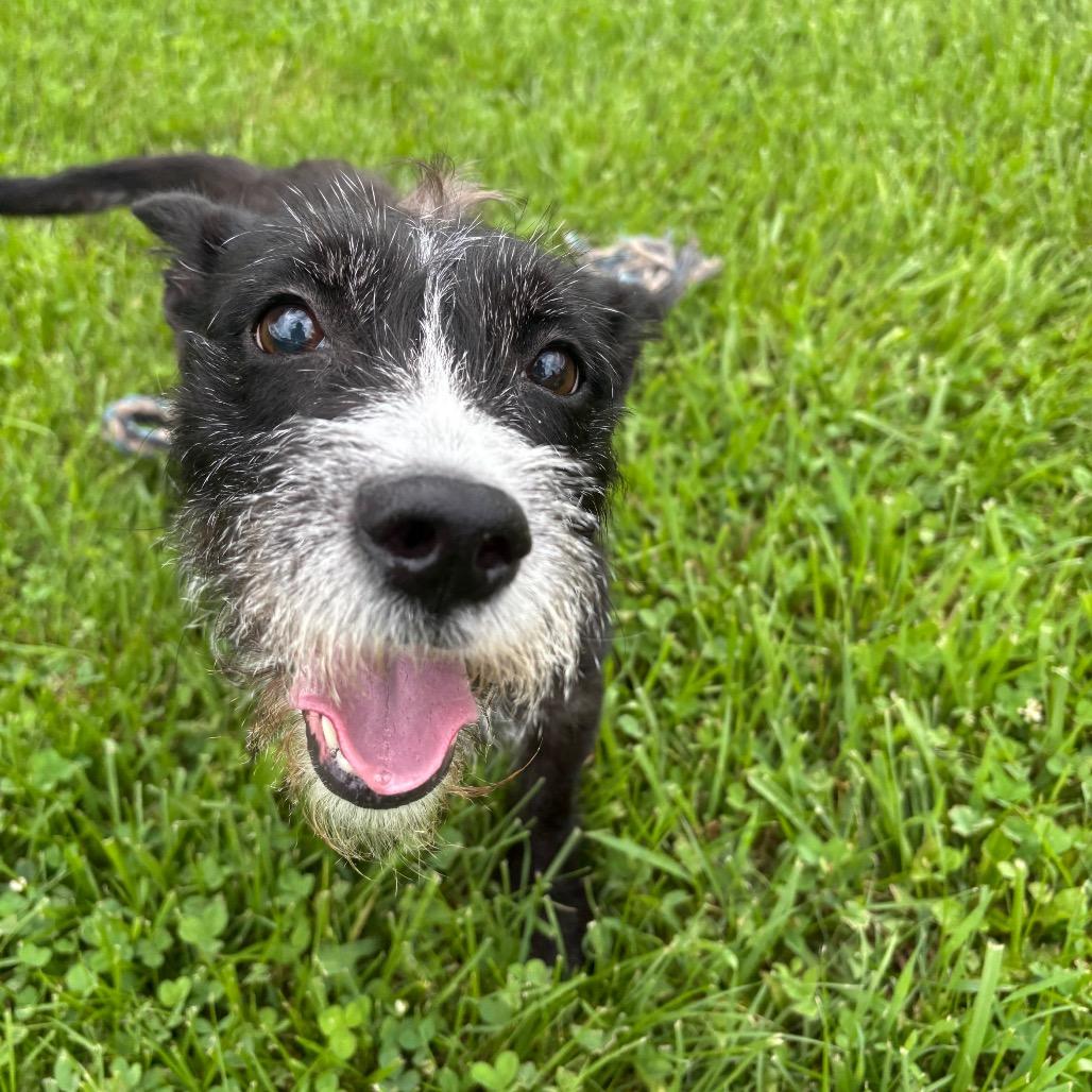 Enlarge Silver, a Adoptable mixed breed in Quakertown, PA image 2/6