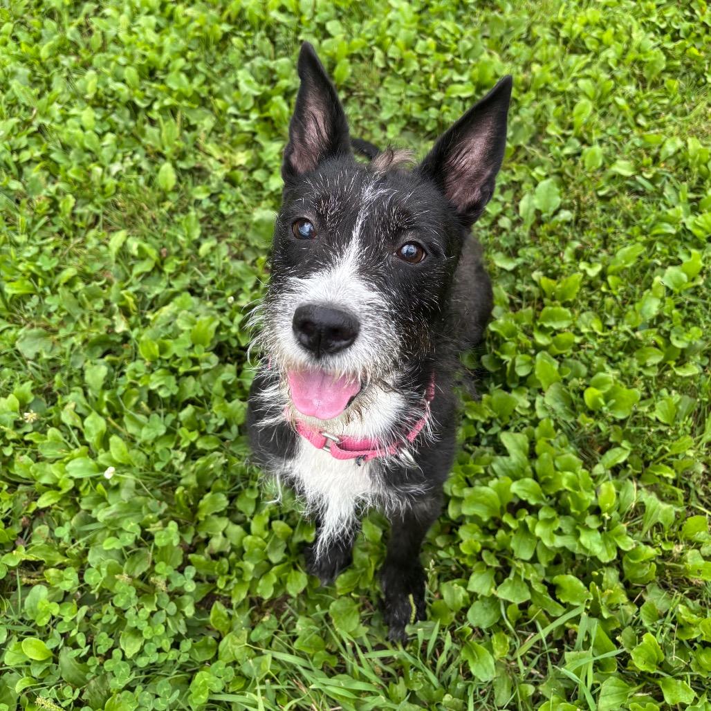 Enlarge Silver, a Adoptable mixed breed in Quakertown, PA image 3/6