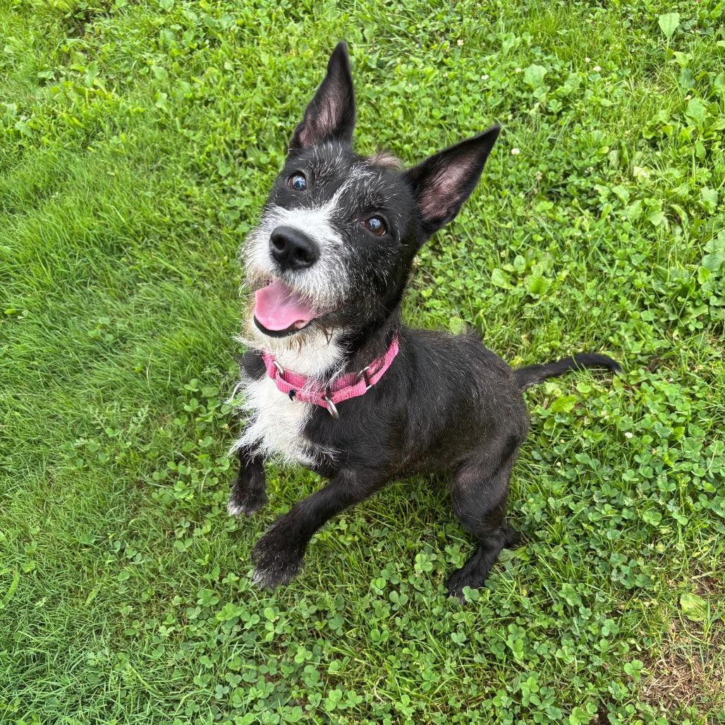 Enlarge Silver, a Adoptable mixed breed in Quakertown, PA image 5/6