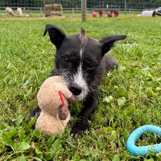 Enlarge Silver, a Adoptable mixed breed in Quakertown, PA image 6/6