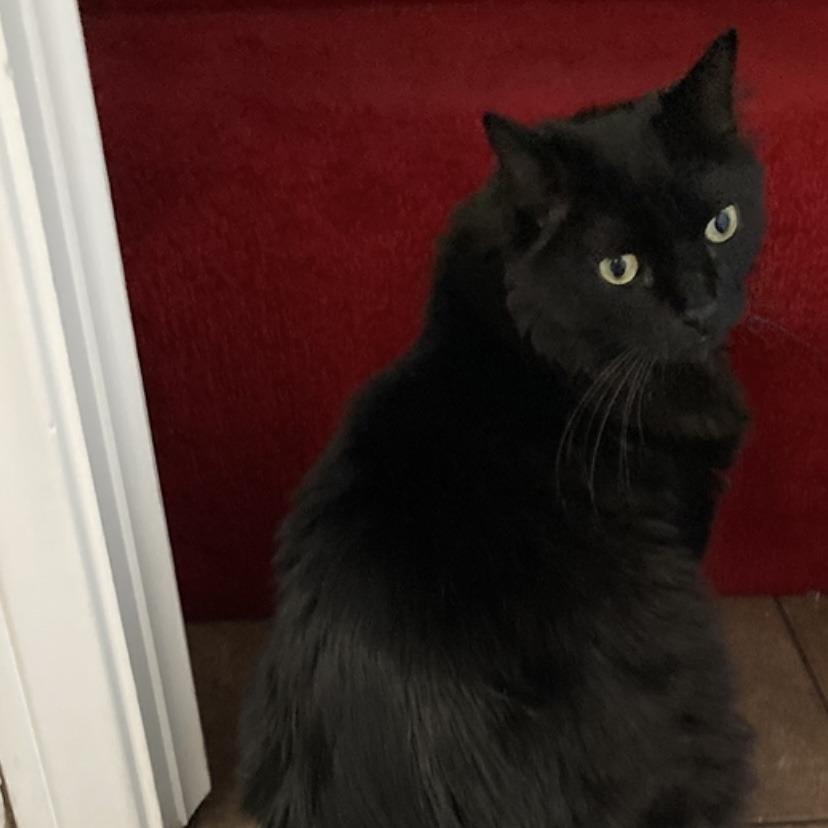 Fluffy, Adoptable, Senior Female Domestic Long Hair.