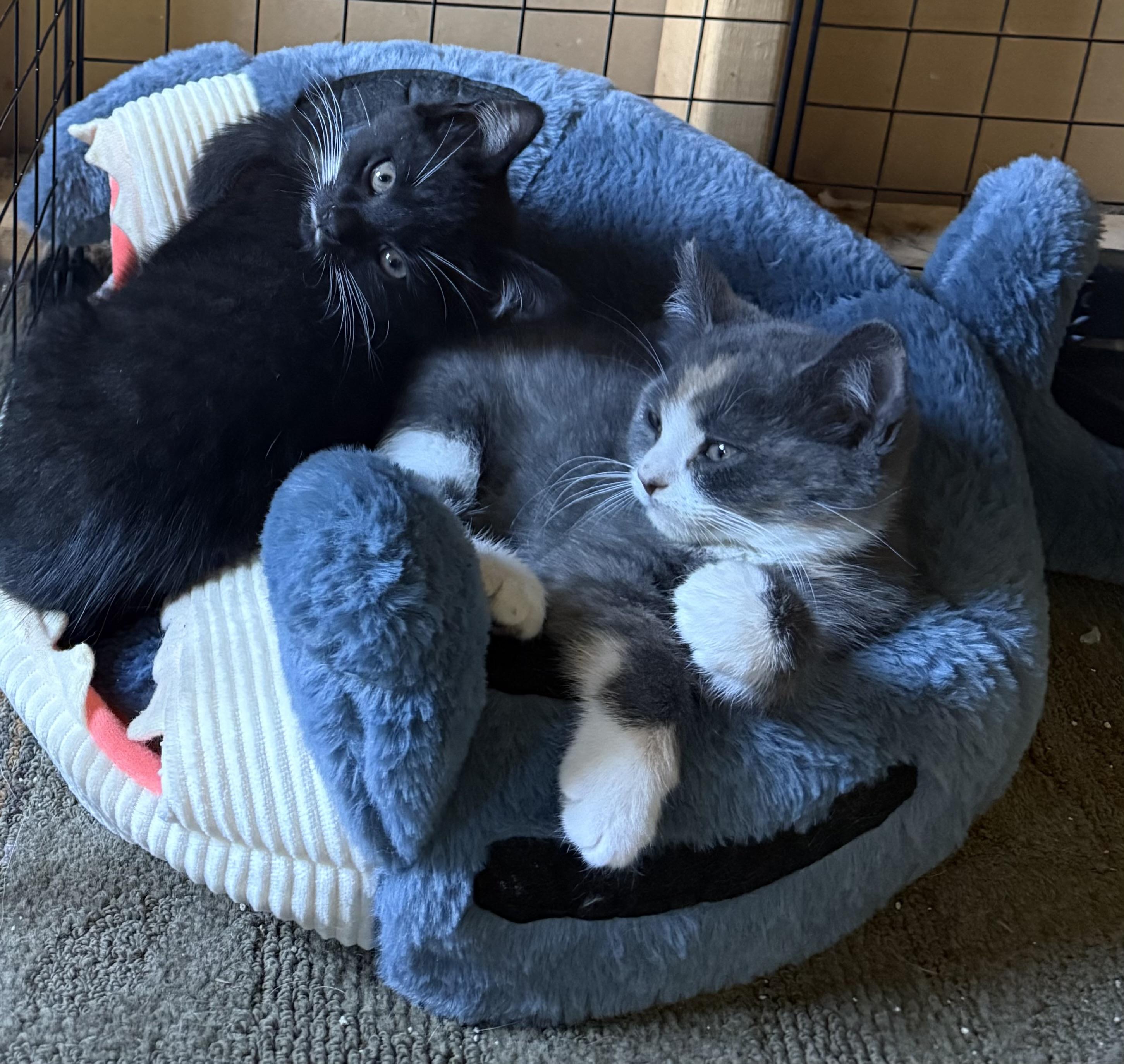 Enlarge Mable, an adopted Domestic Short Hair in Topsham, ME image 1/1