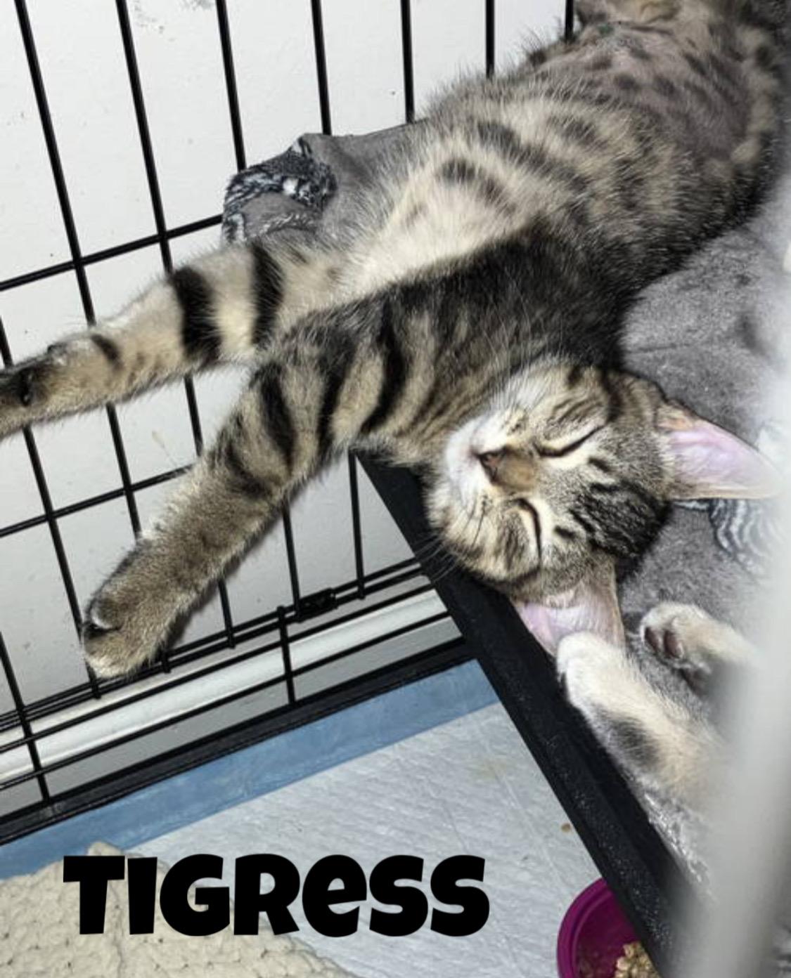 Tigress  Willow Grove photo 1