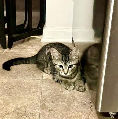 Tigress  Willow Grove thumbnail 2