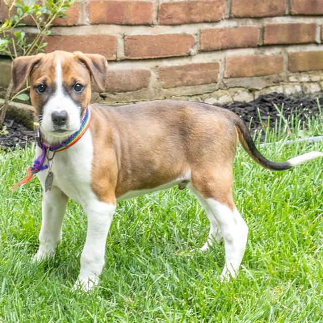 BENNETT, Adoptable, Puppy Male Pointer & Plott Hound.