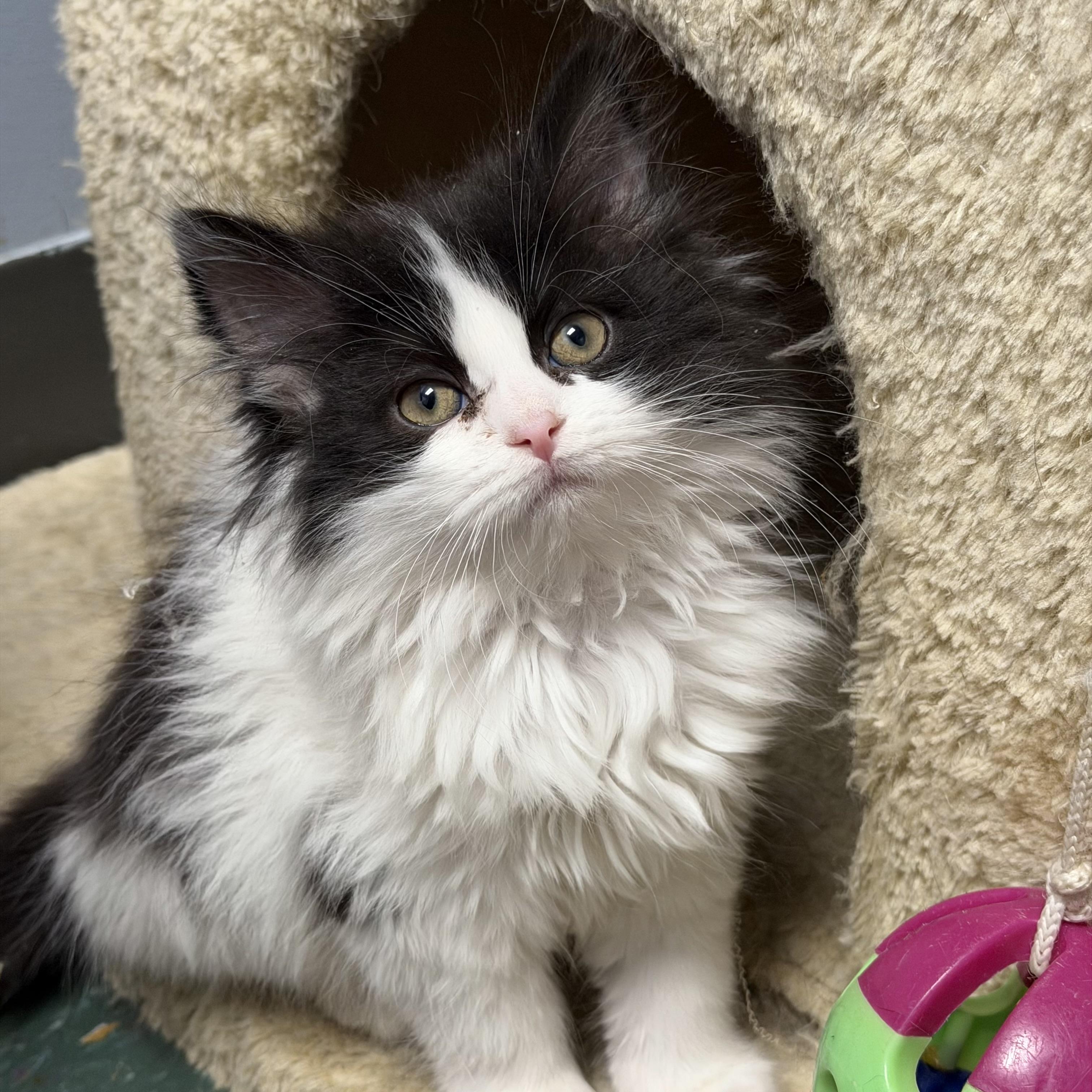 Peanut, adopted, Kitten Female Domestic Long Hair.