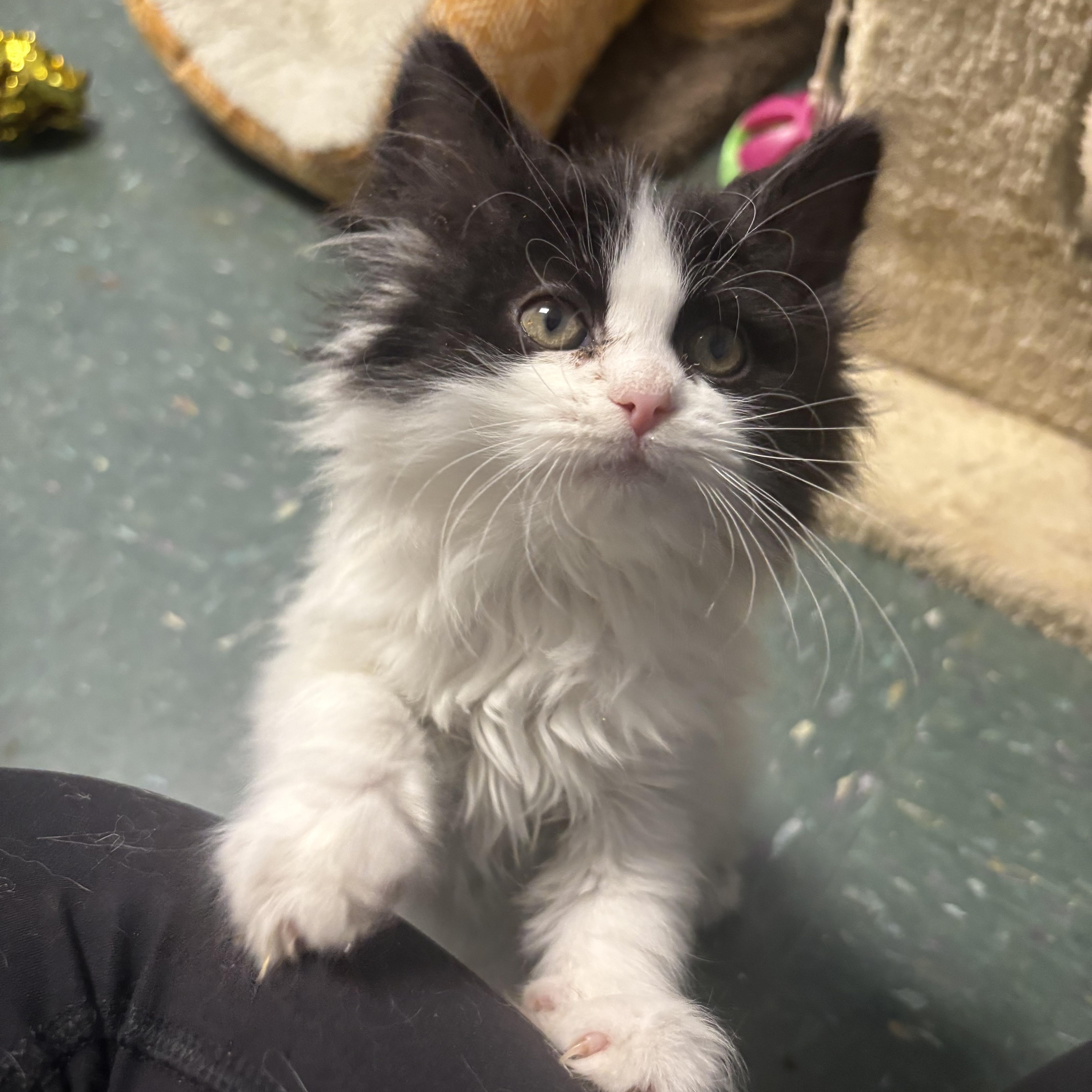 Enlarge Peanut, an adopted Domestic Long Hair in Waynesburg, PA image 5/5