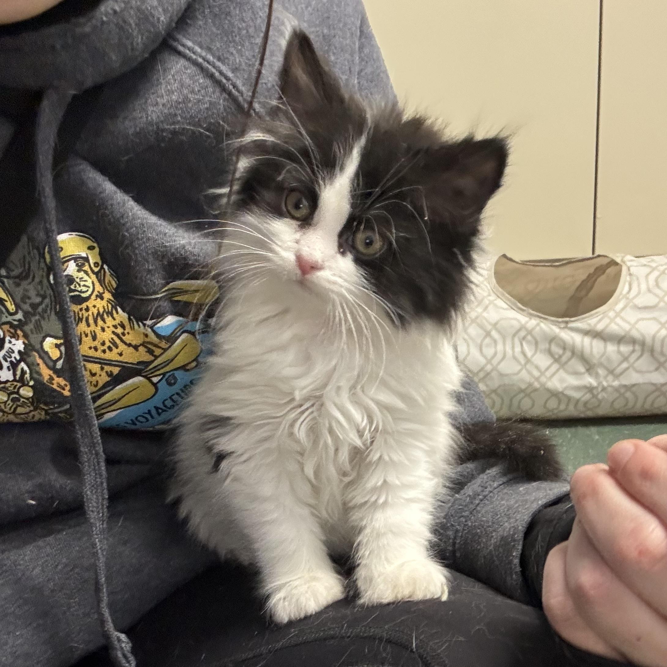 Enlarge Peanut, an adopted Domestic Long Hair in Waynesburg, PA image 3/5