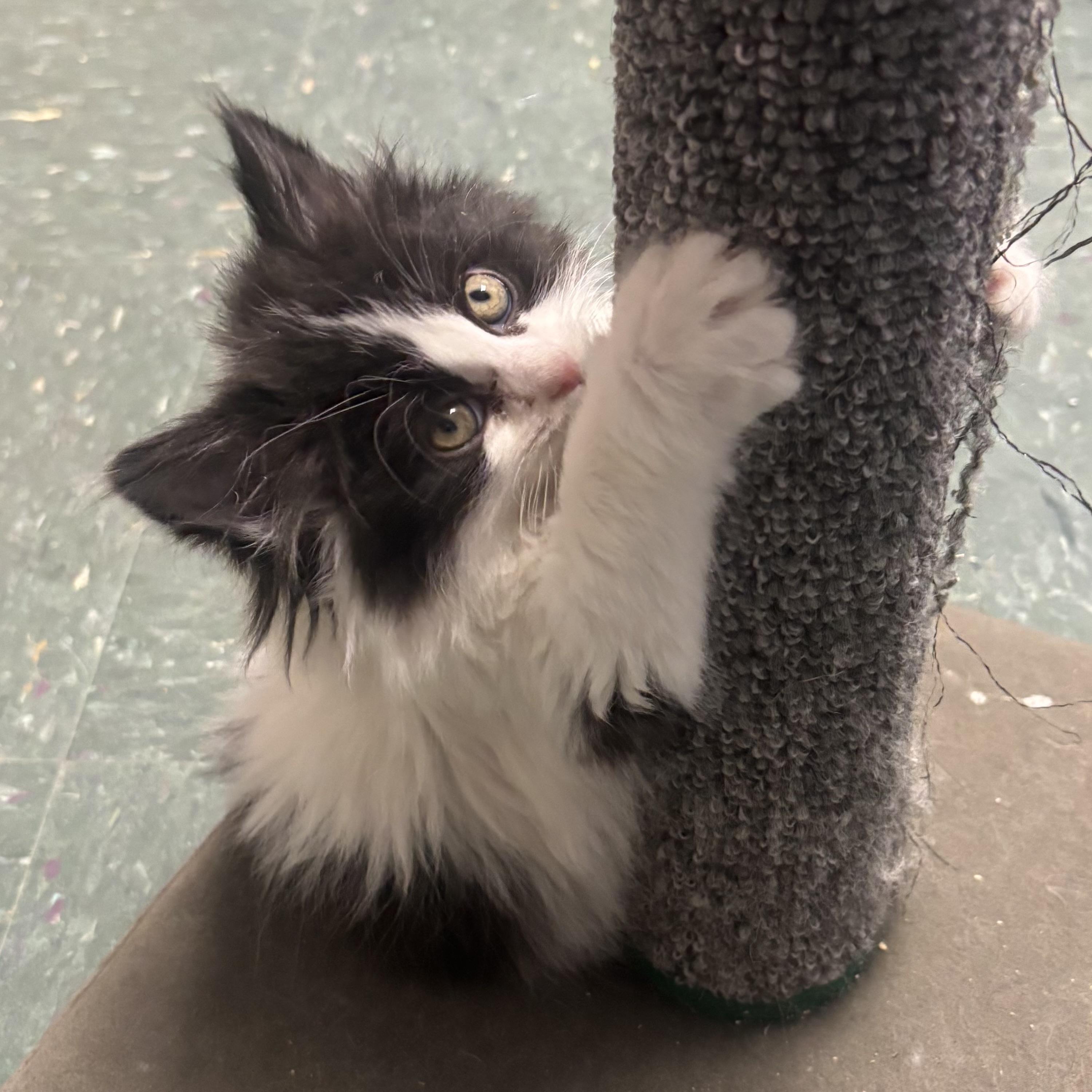 Enlarge Peanut, an adopted Domestic Long Hair in Waynesburg, PA image 2/5